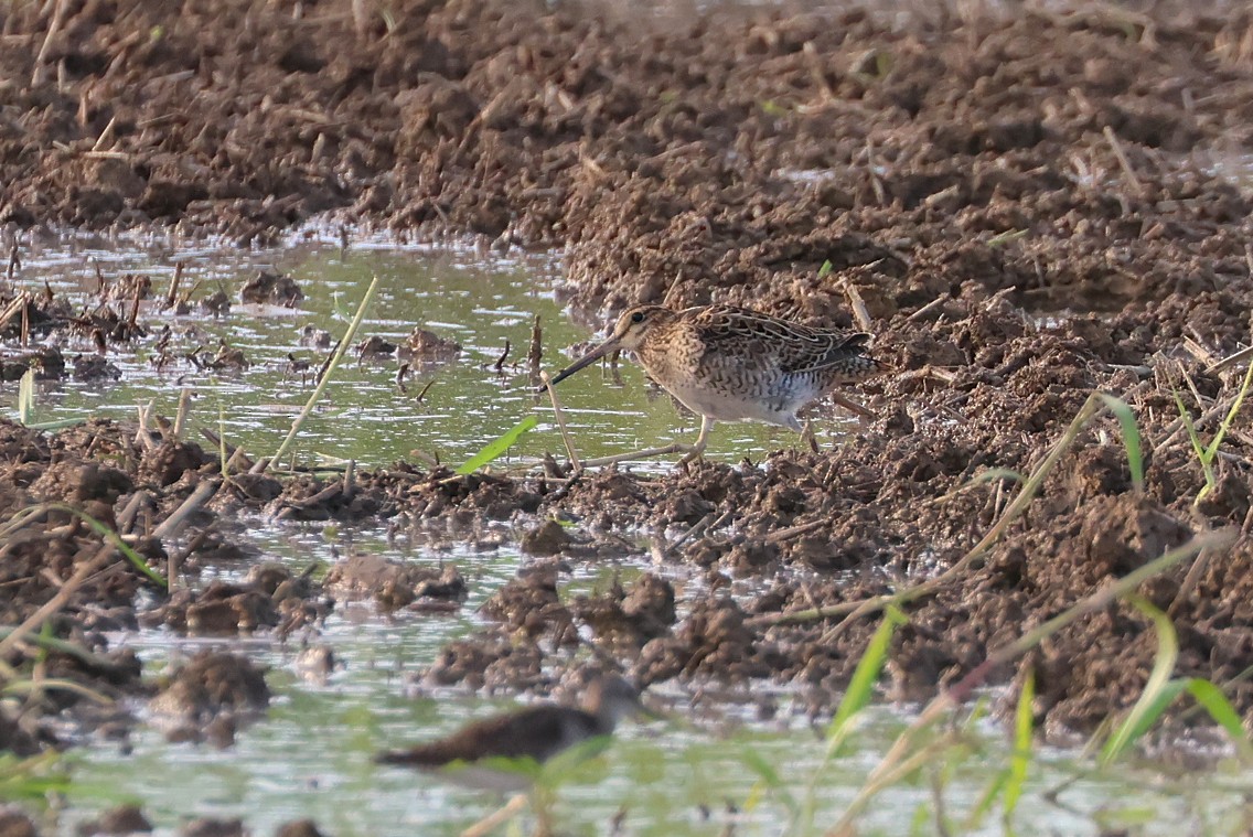 中地鷸 - ML646012533