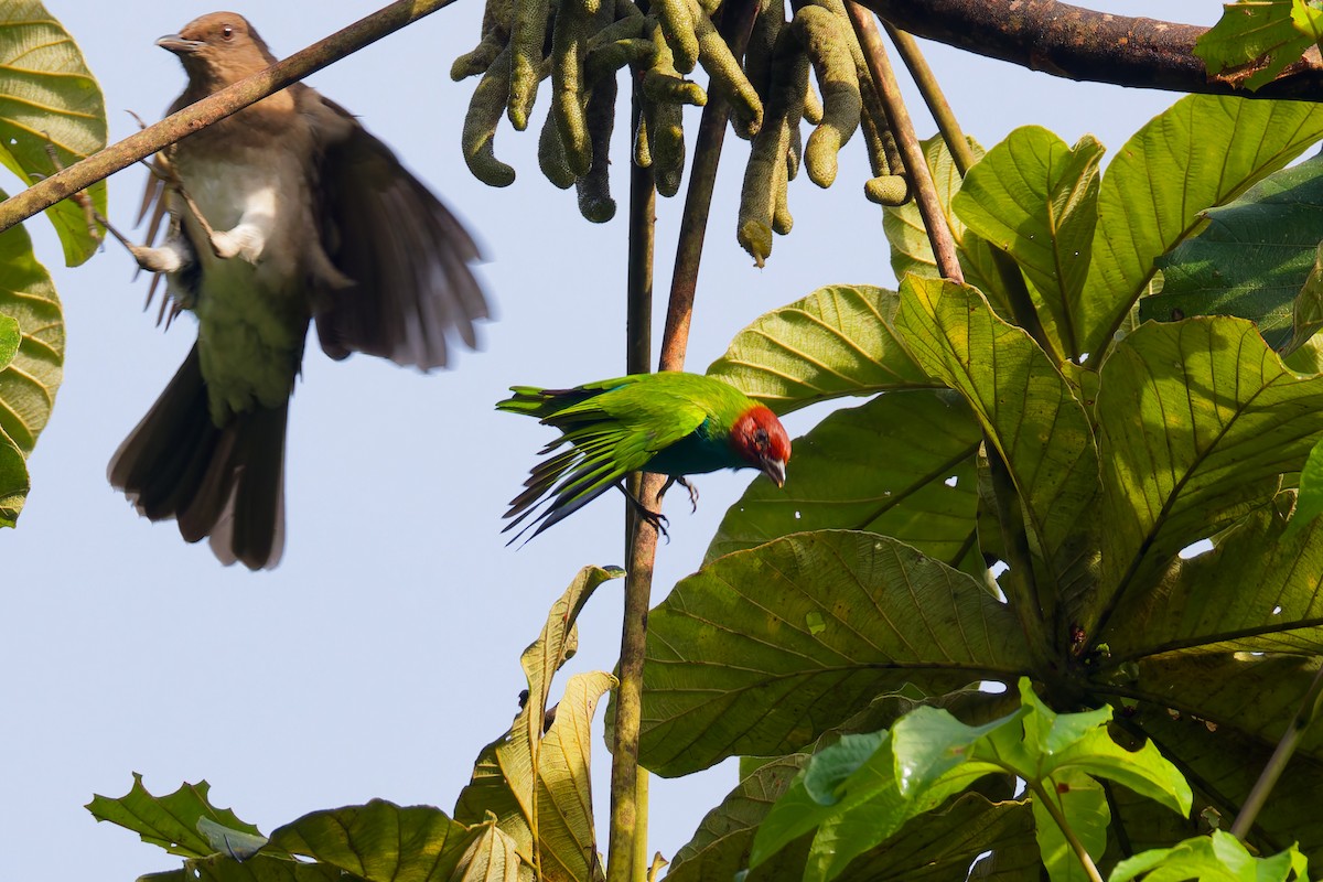 Bay-headed Tanager - ML646012534