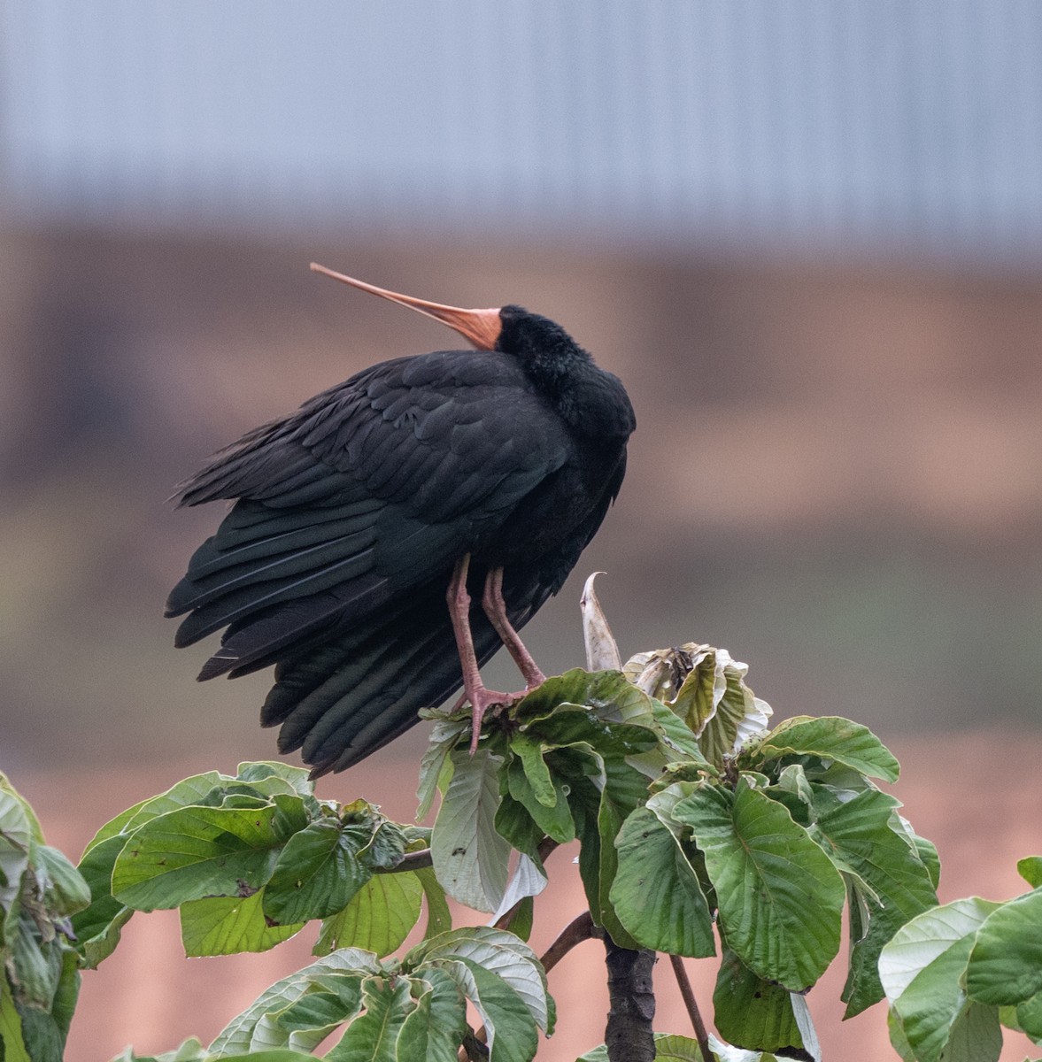 Bare-faced Ibis - ML646012536