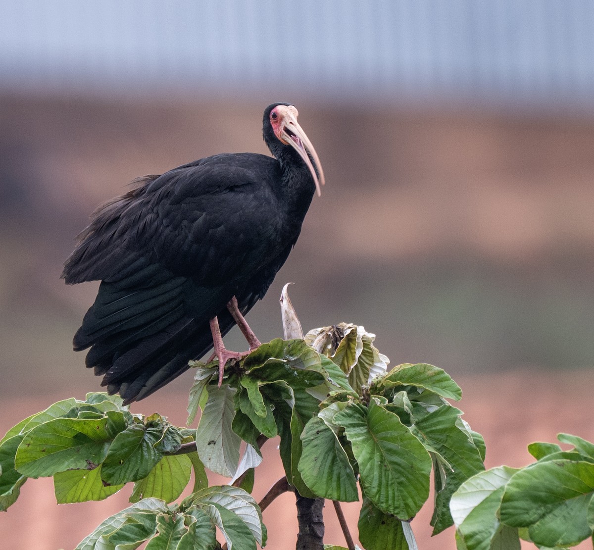 Bare-faced Ibis - ML646012537