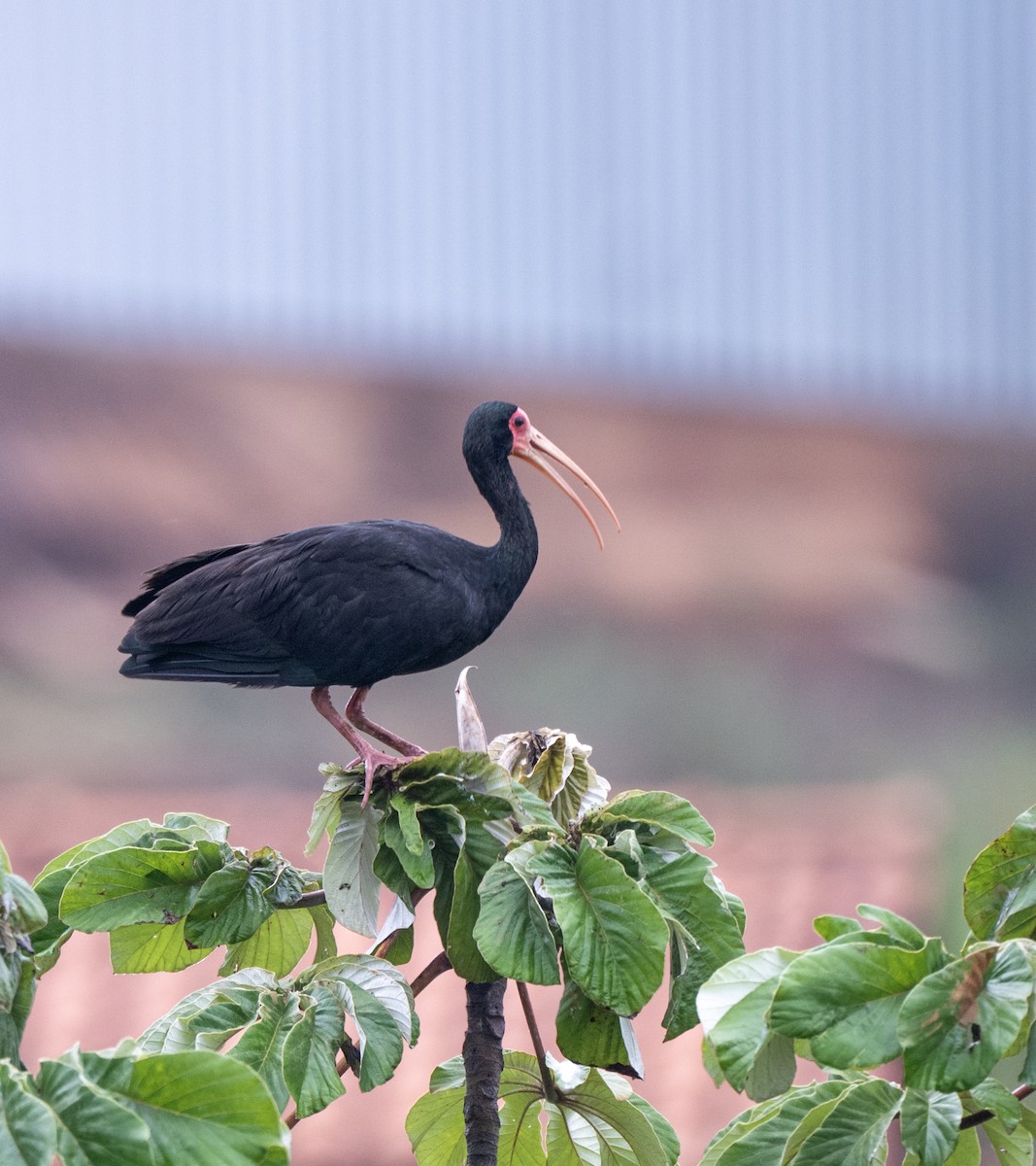 Bare-faced Ibis - ML646012538