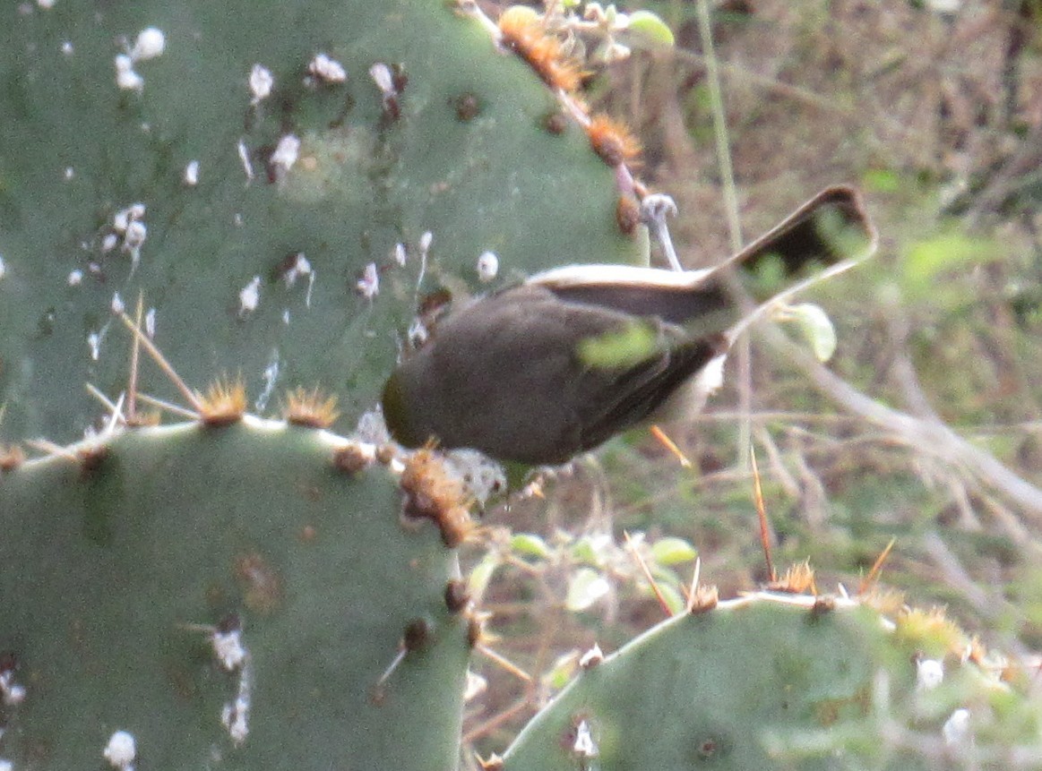 Auripare verdin - ML646012550