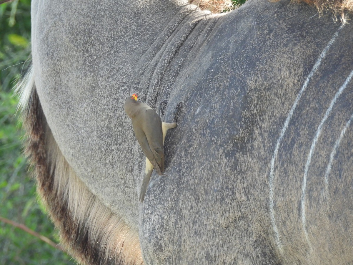 Yellow-billed Oxpecker - ML646012553