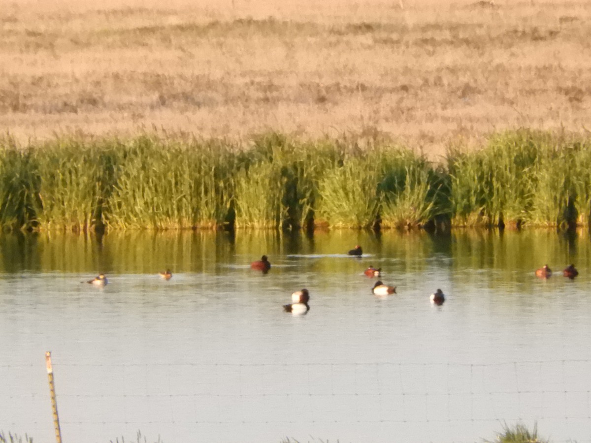 Lesser Scaup - ML646012569