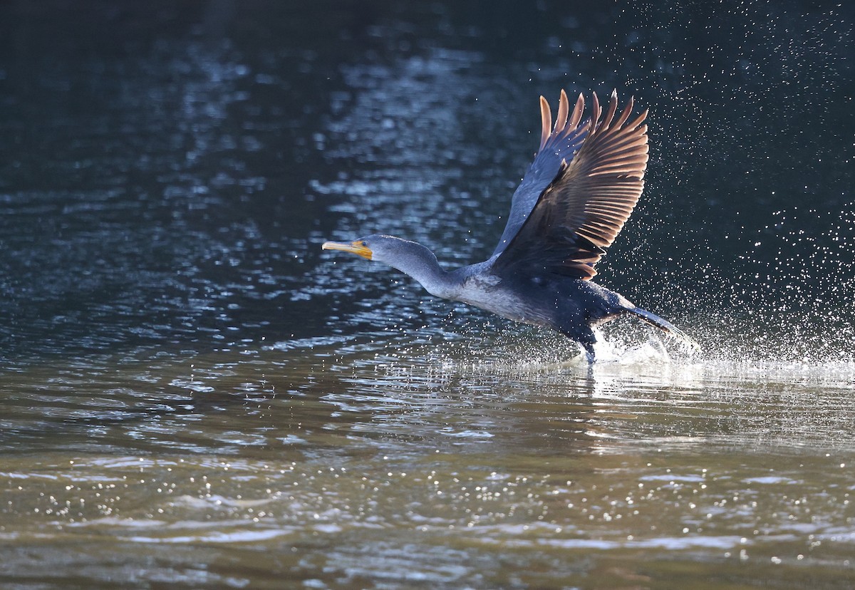 Double-crested Cormorant - ML646012573