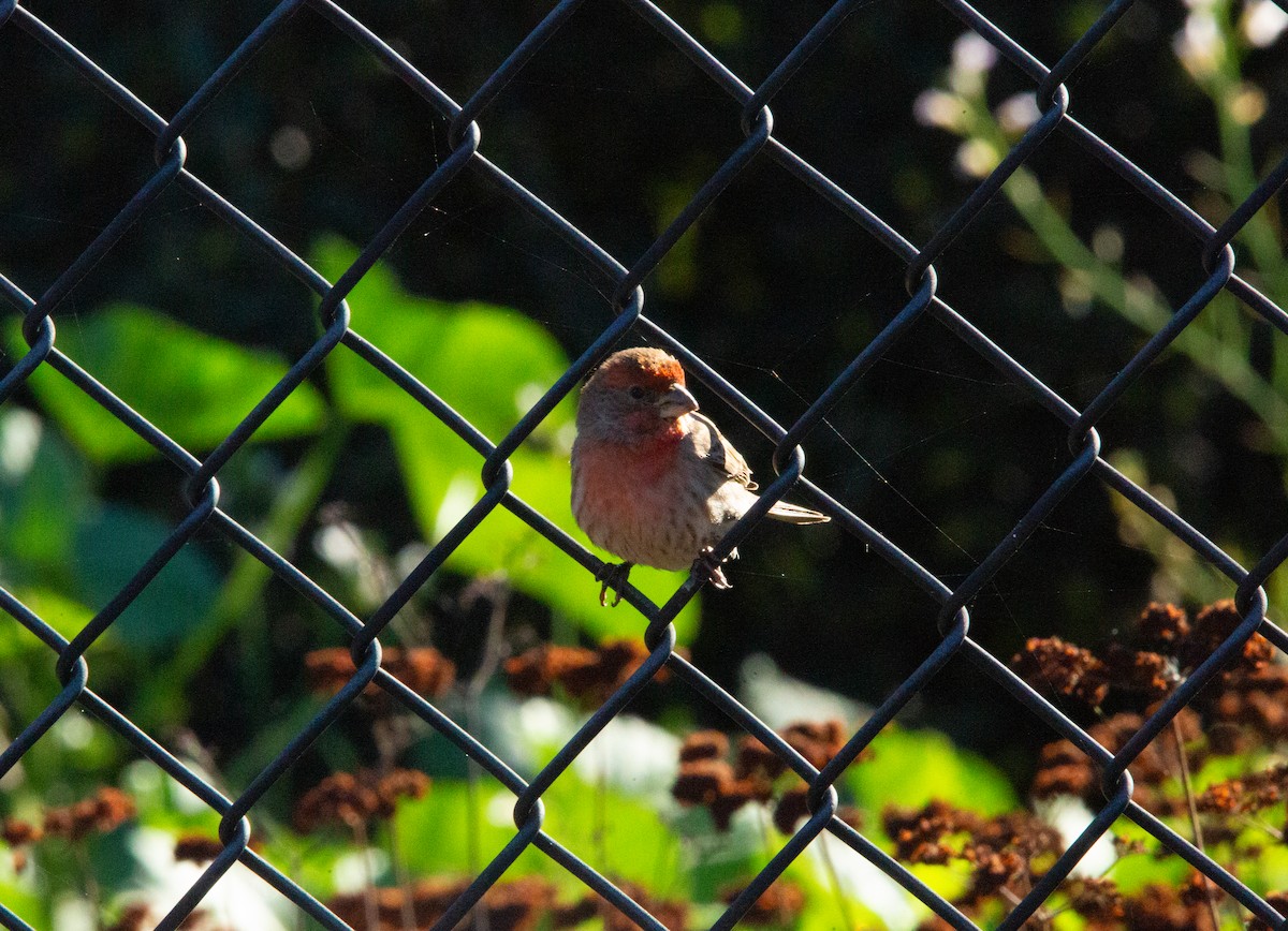 House Finch - ML646012574