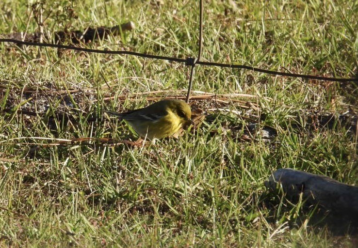 Kiefernwaldsänger - ML646012575