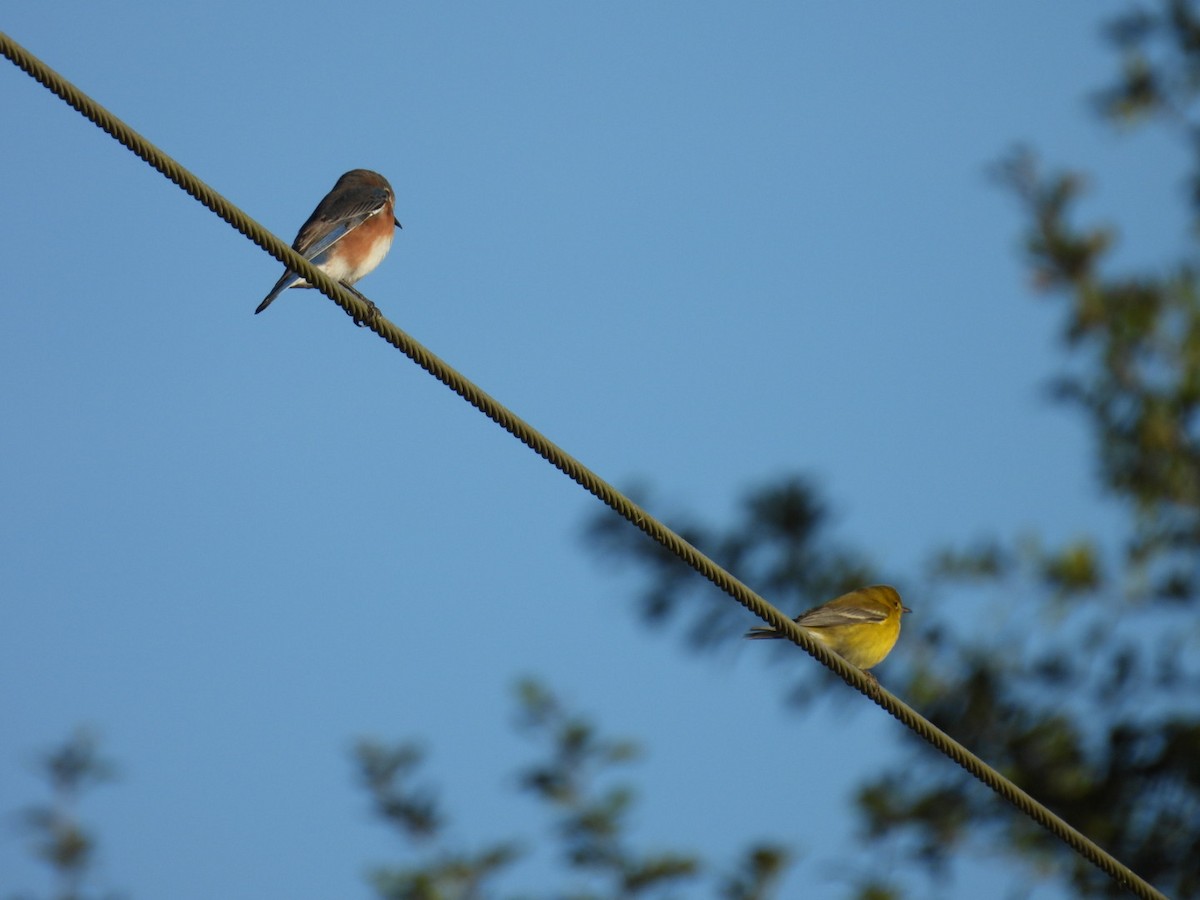 Kiefernwaldsänger - ML646012576