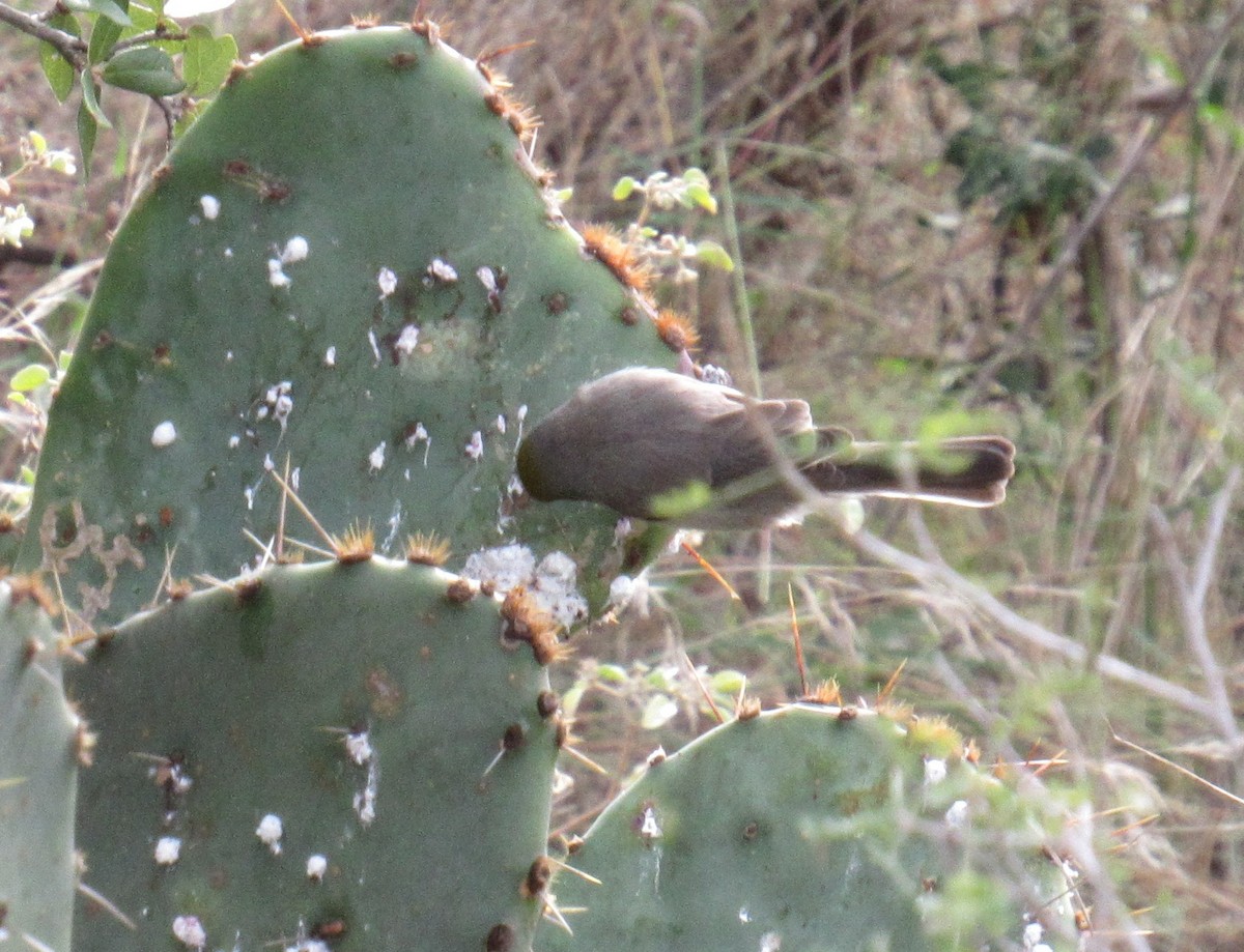 Auripare verdin - ML646012577