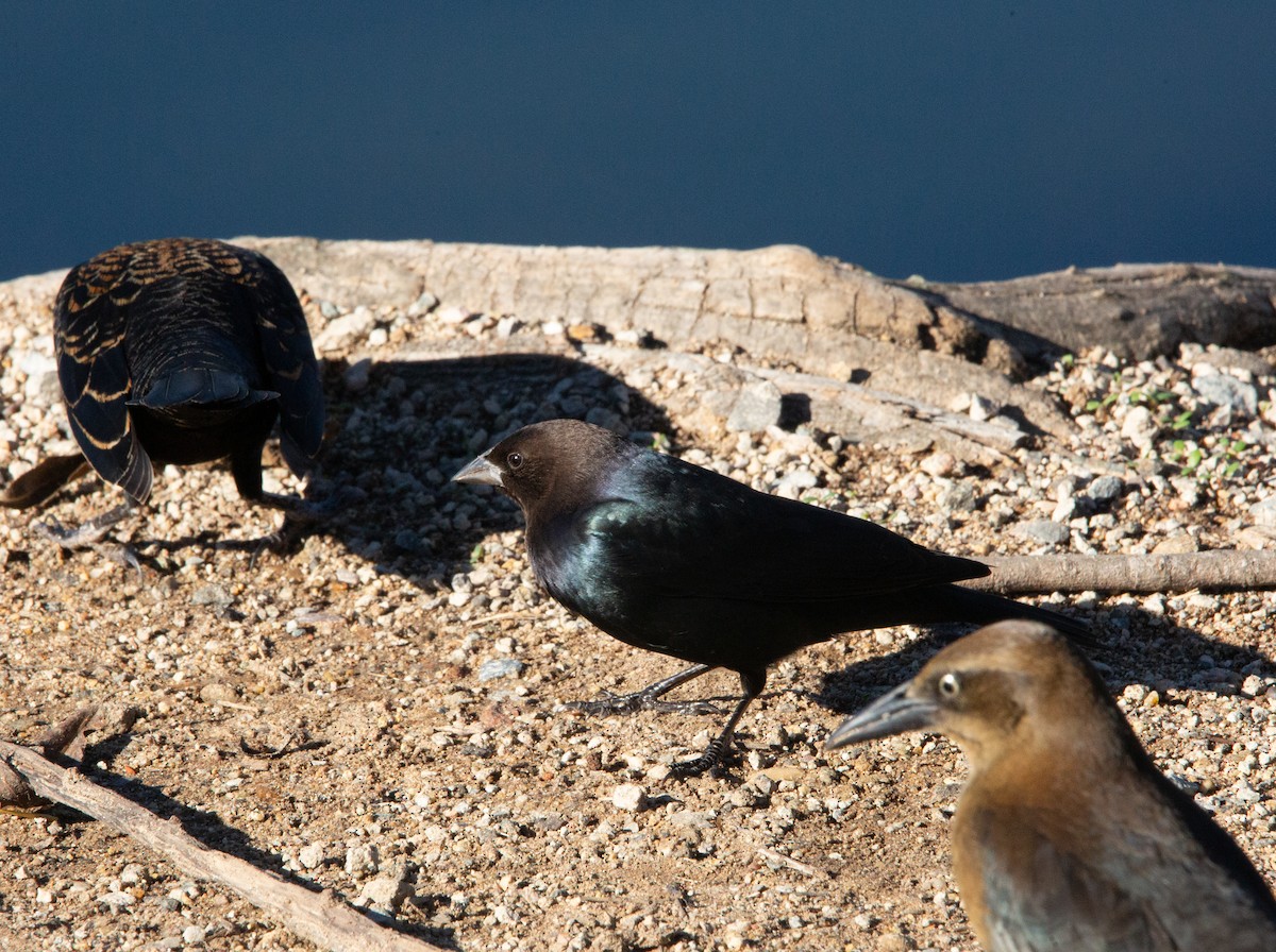 Brown-headed Cowbird - ML646012597