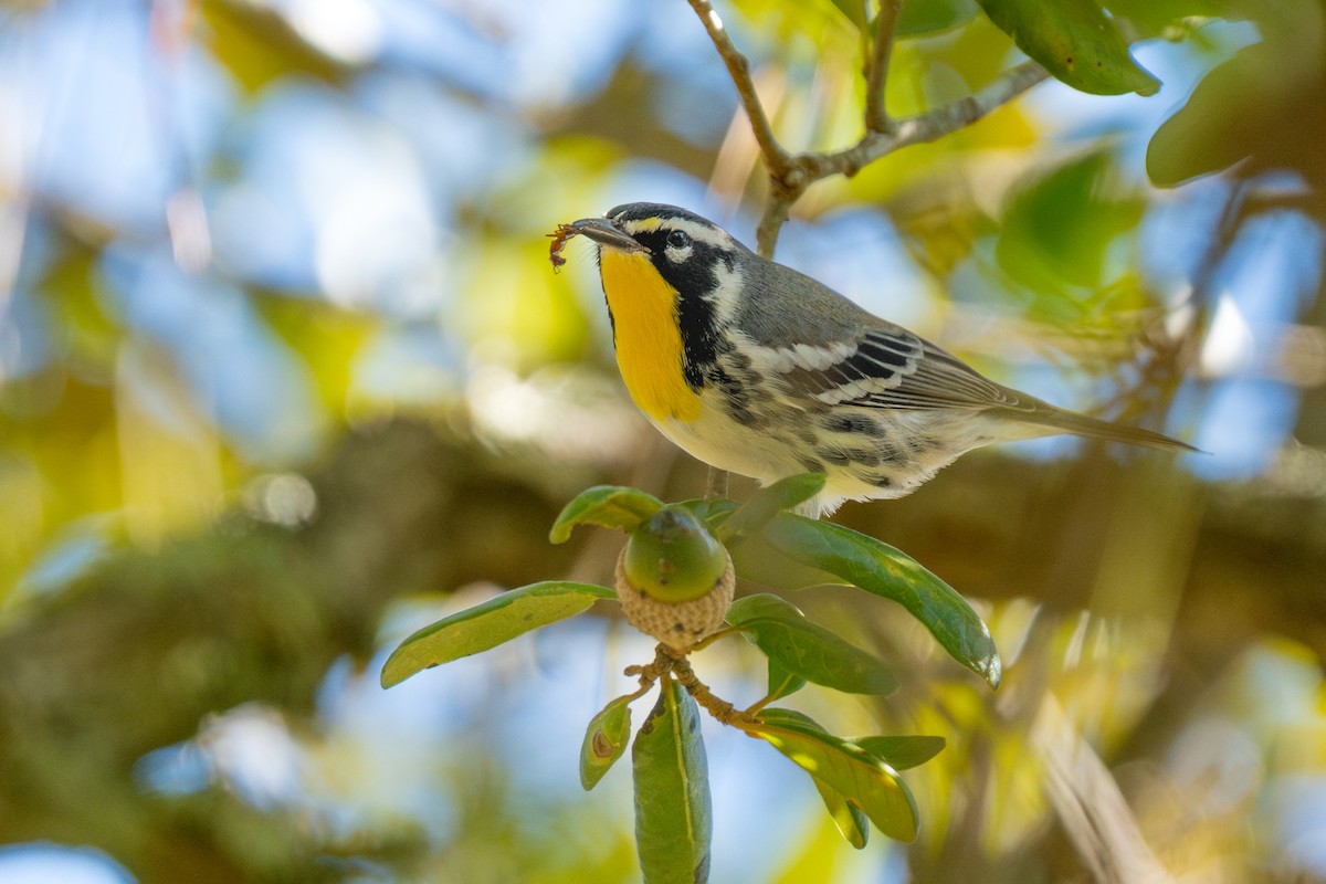 Goldkehl-Waldsänger - ML646012608