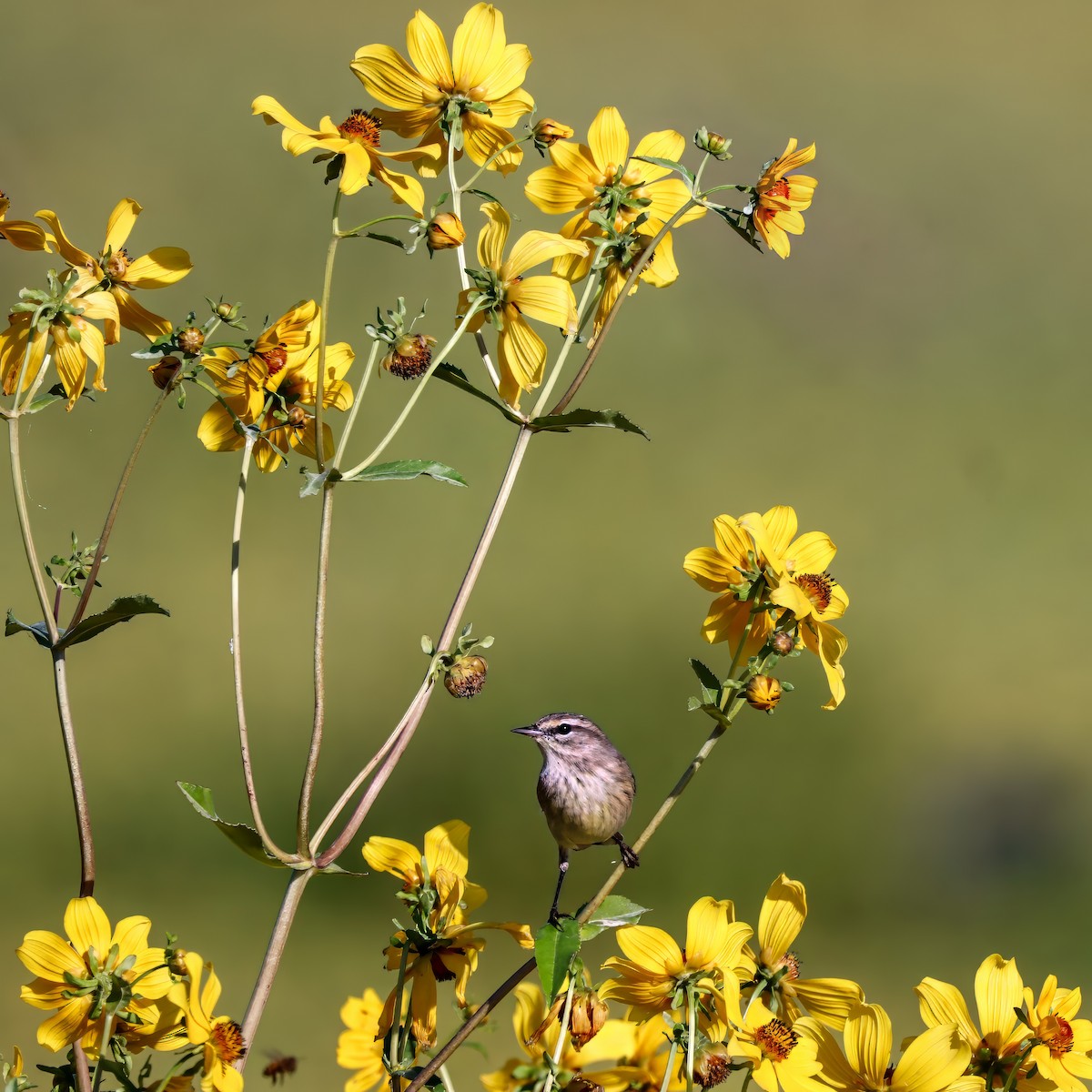 Palm Warbler - ML646012612