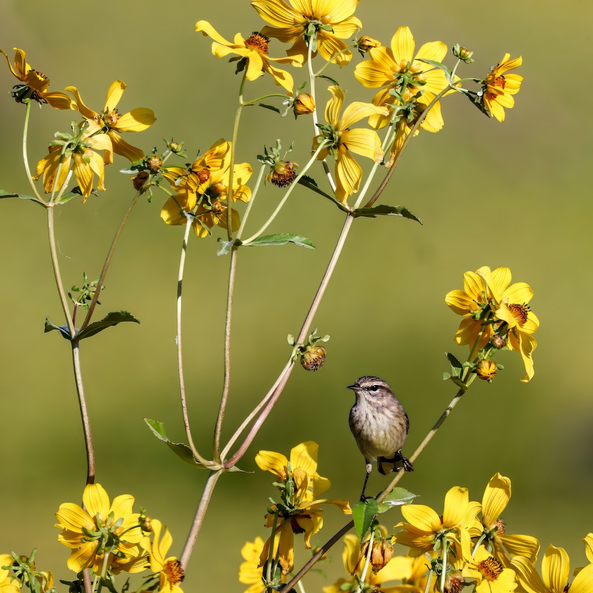 Palm Warbler - ML646012613