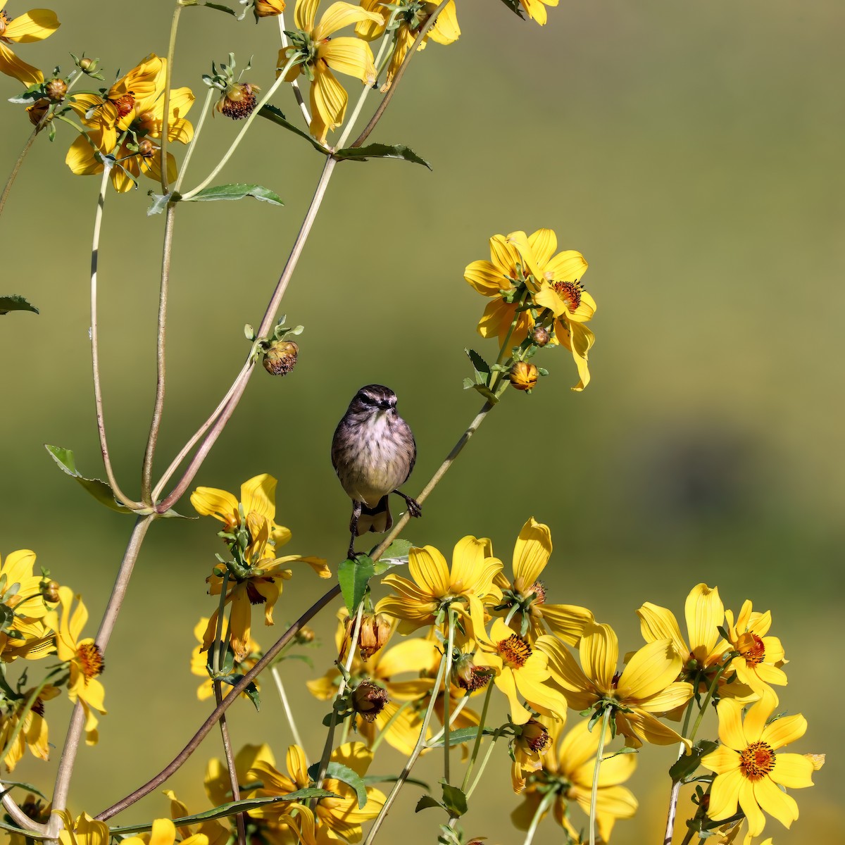 Palm Warbler - ML646012614