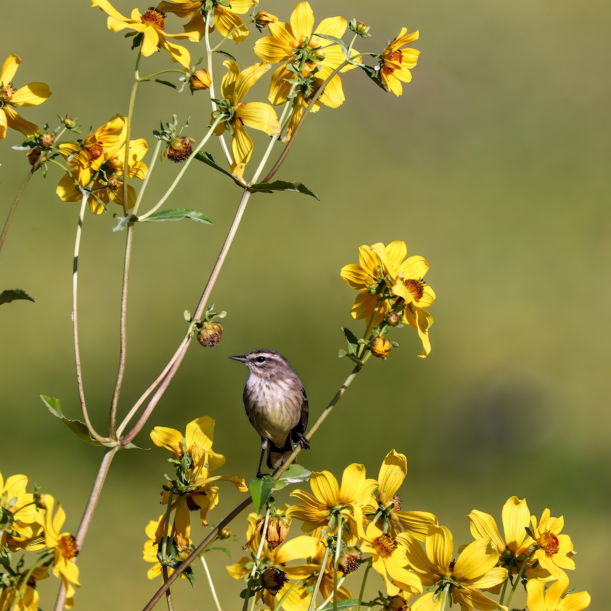 Palm Warbler - ML646012616