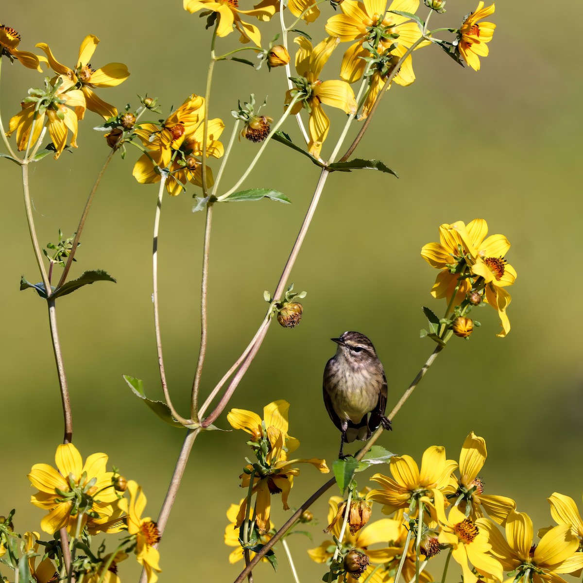 Palm Warbler - ML646012617