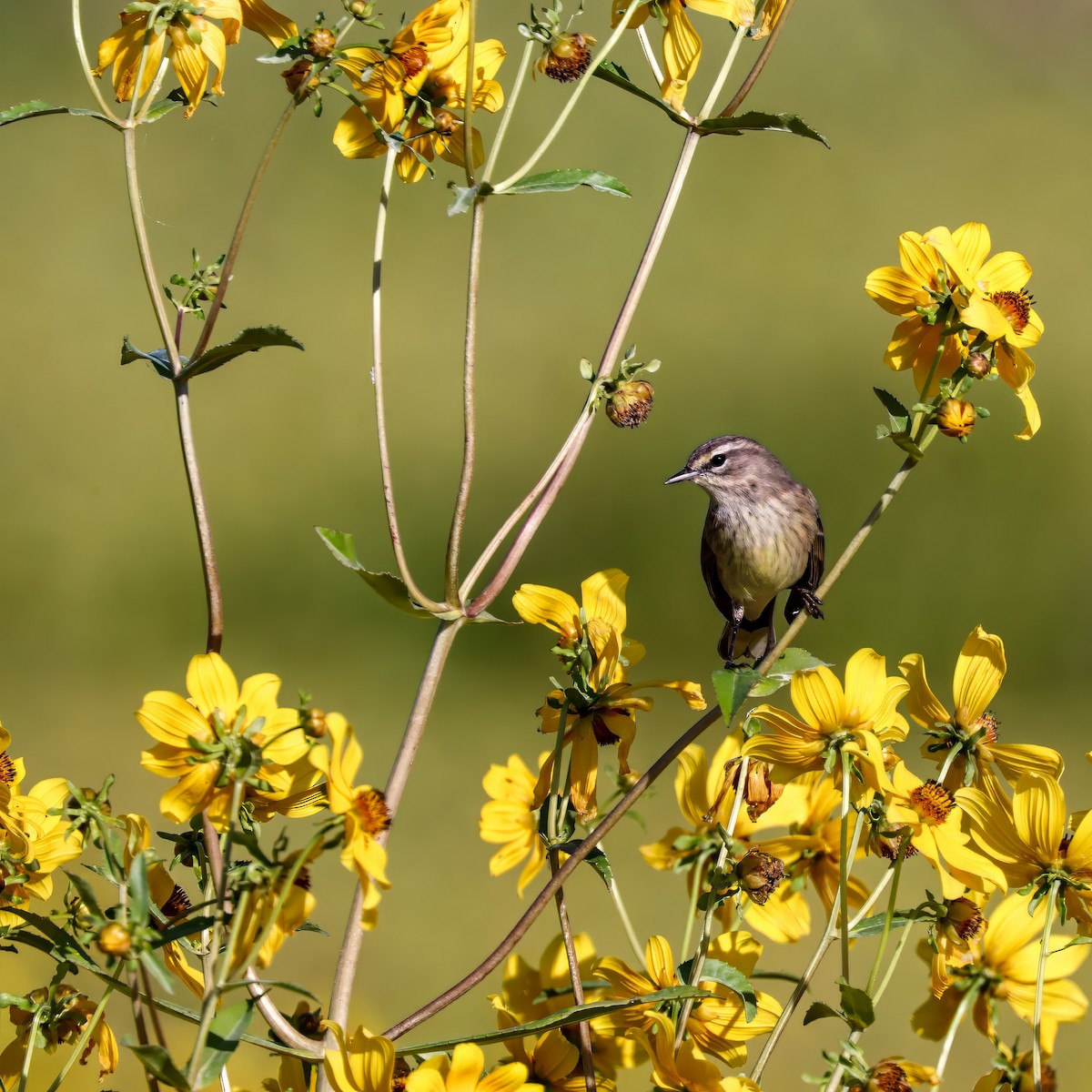 Palm Warbler - ML646012618