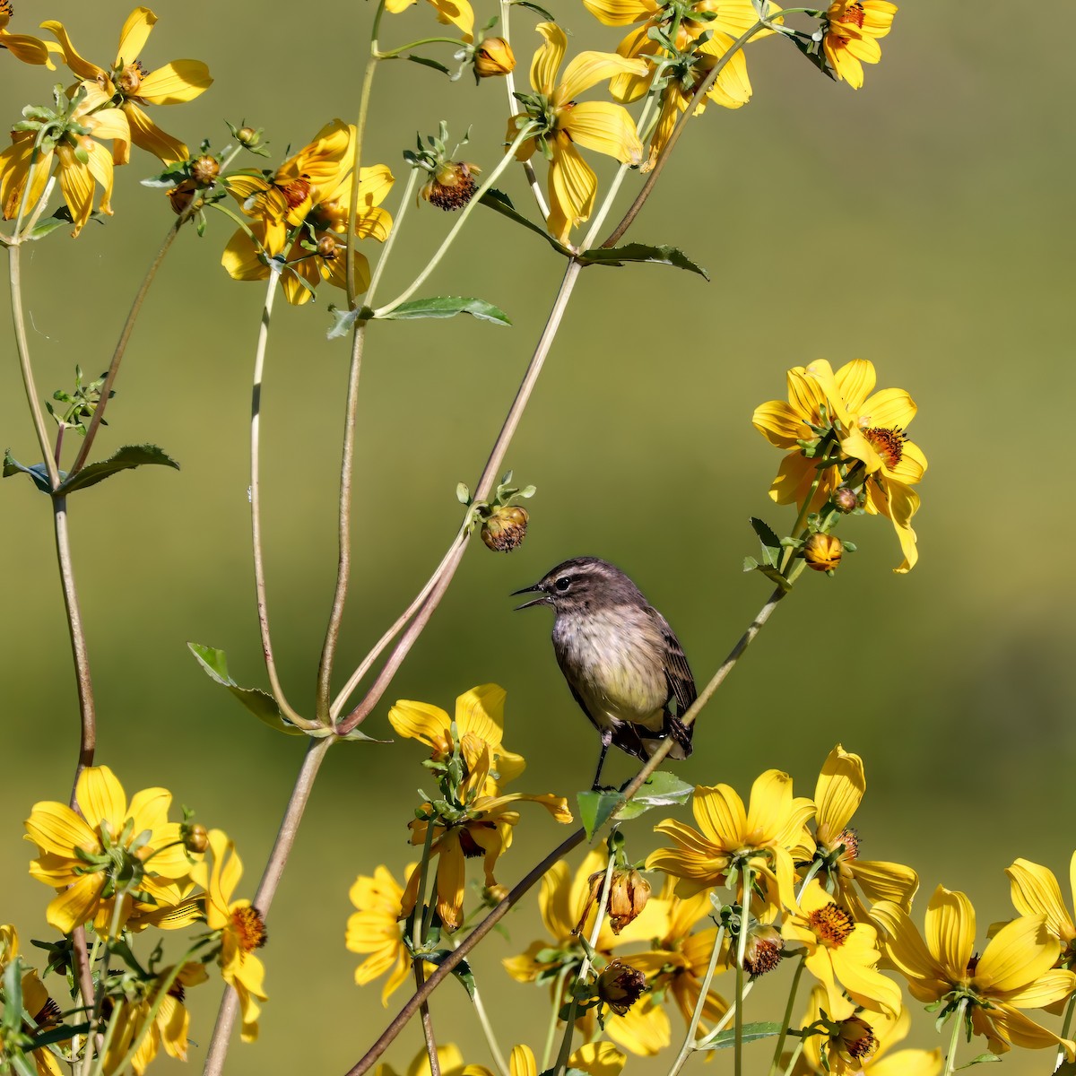 Palm Warbler - ML646012619