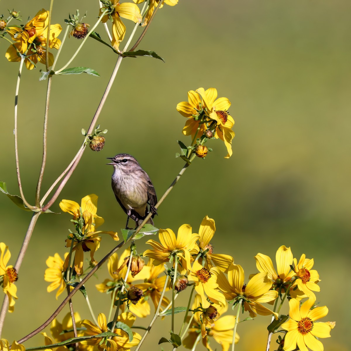 Palm Warbler - ML646012620