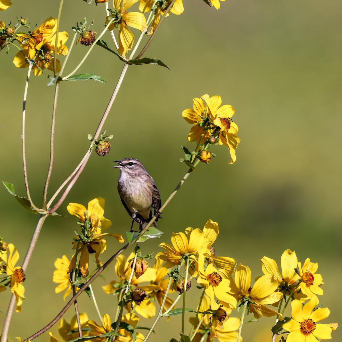 Palm Warbler - ML646012621