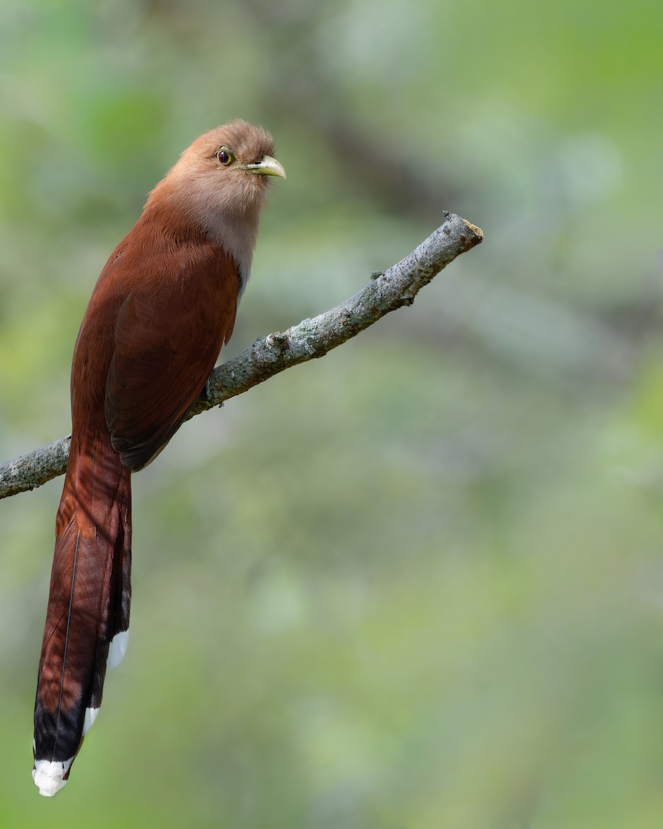 Common Squirrel-Cuckoo (Middle American) - ML646012657