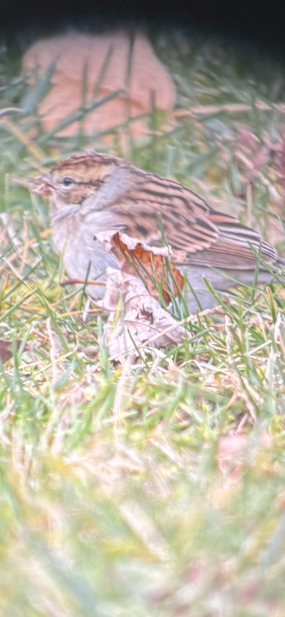 Chipping Sparrow - ML646012668