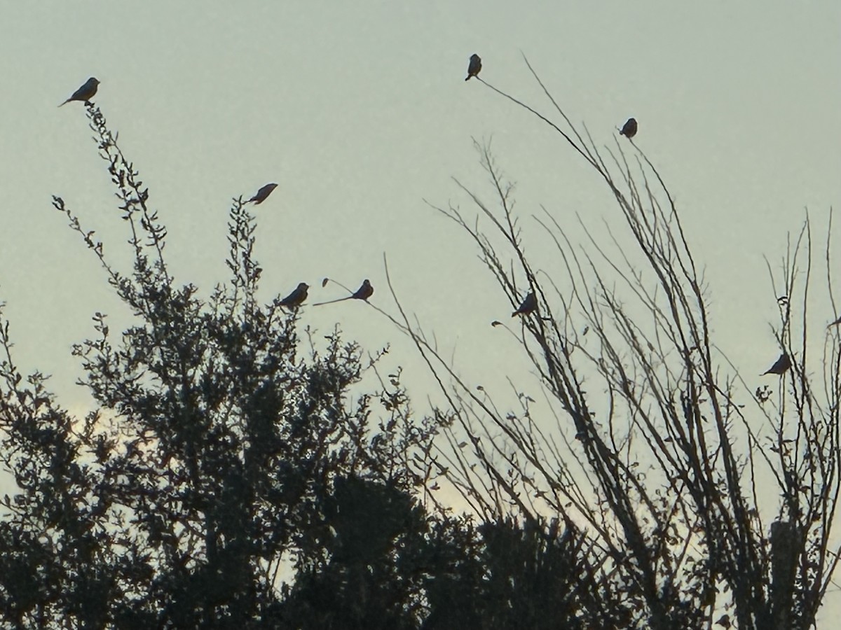 Western Kingbird - ML646012673