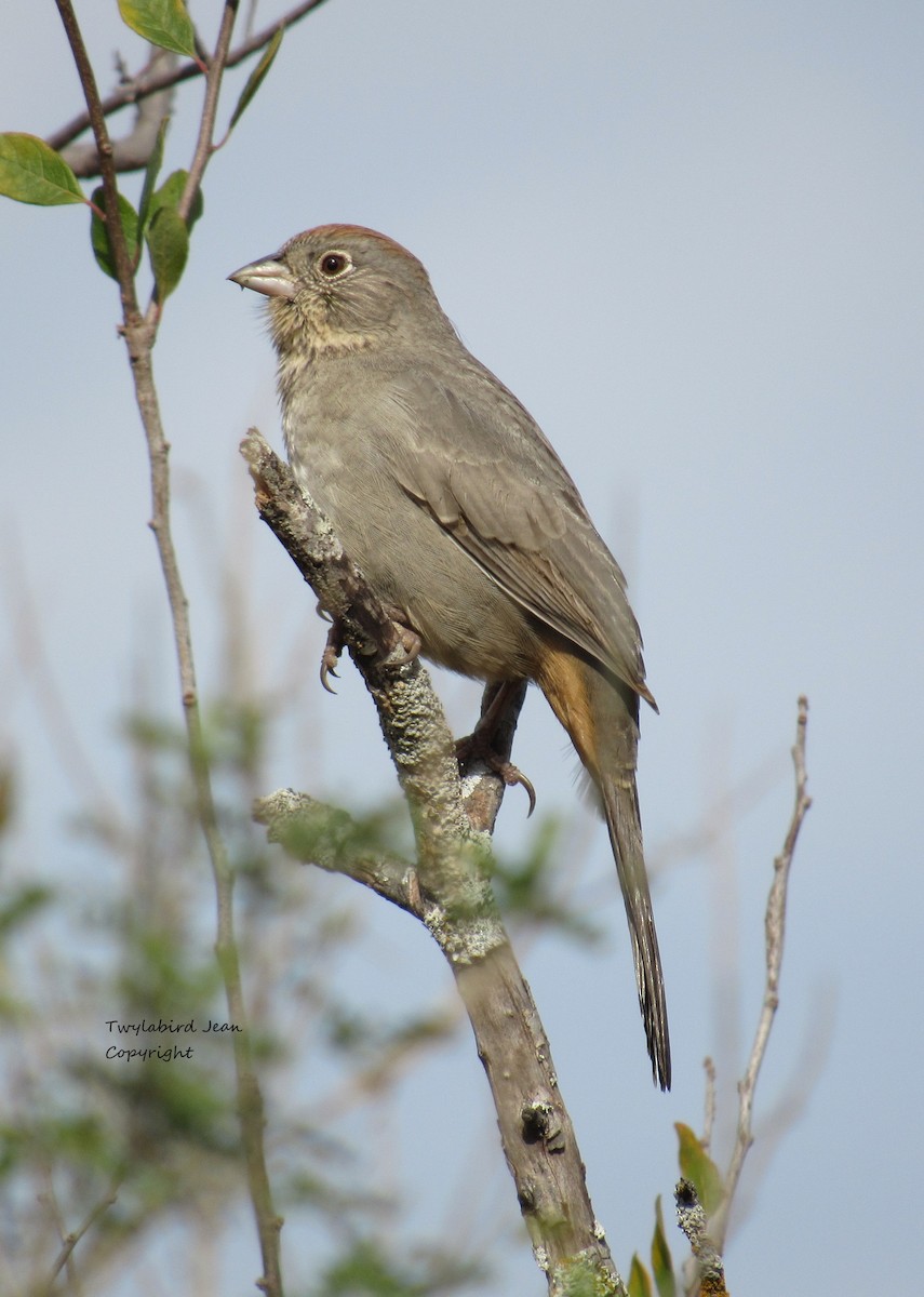 Tohi des canyons - ML646012674