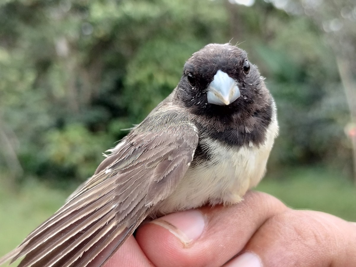 Yellow-bellied Seedeater - ML646012675