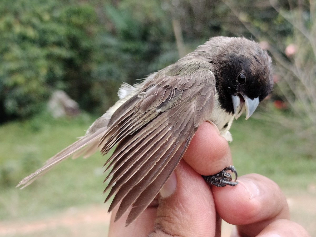 Yellow-bellied Seedeater - ML646012676