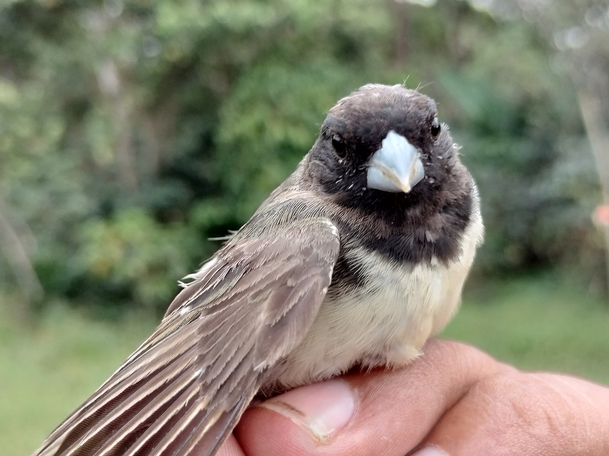 Yellow-bellied Seedeater - ML646012677