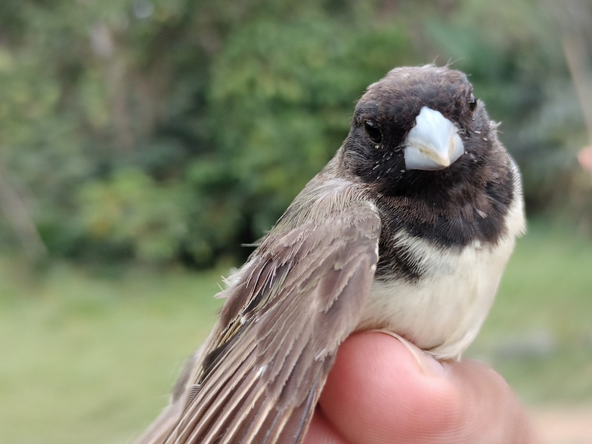 Yellow-bellied Seedeater - ML646012678