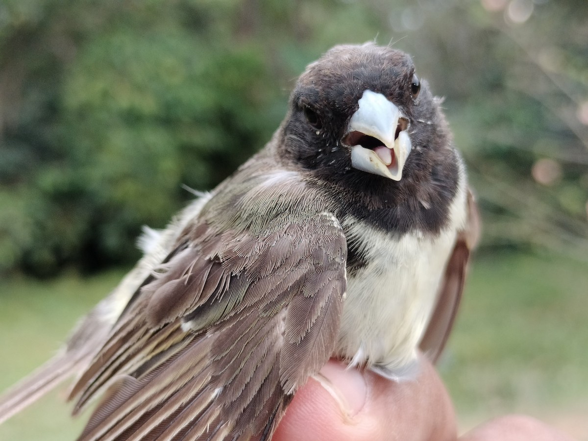Yellow-bellied Seedeater - ML646012679