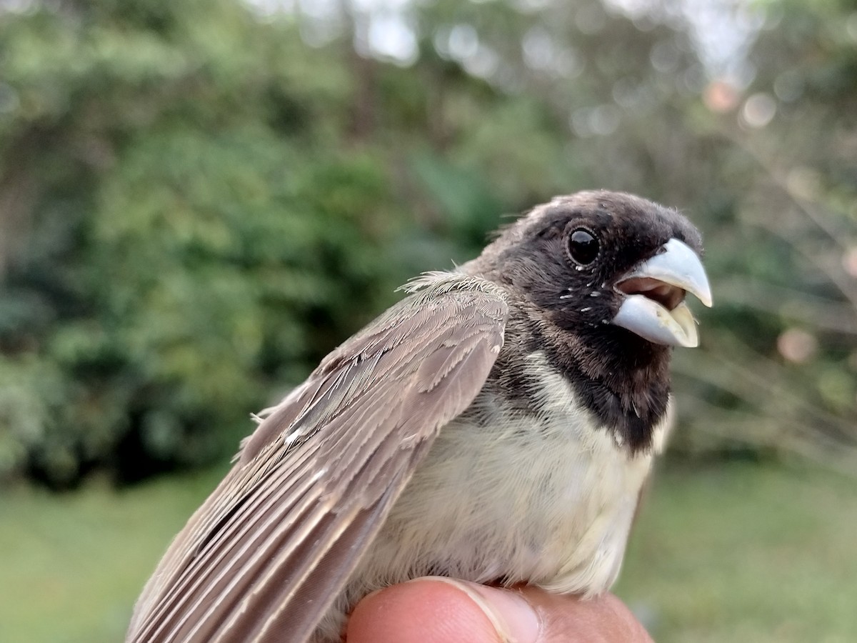 Yellow-bellied Seedeater - ML646012680