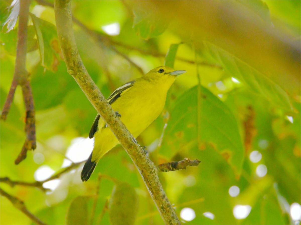 Common Iora - ML646012684