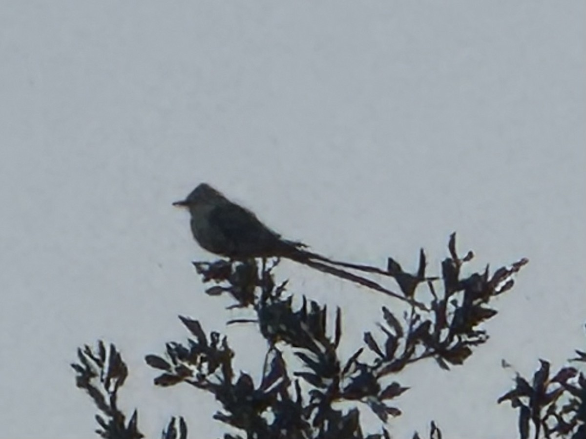 Scissor-tailed Flycatcher - ML646012689