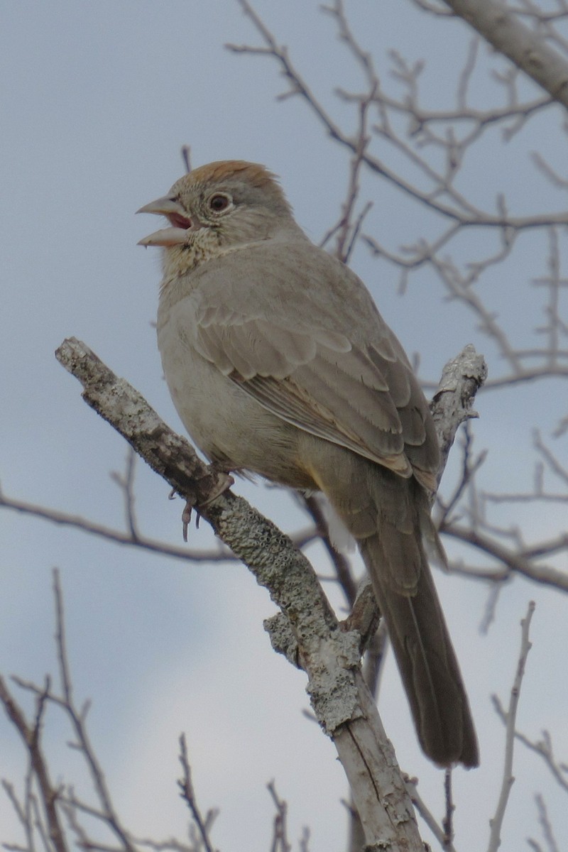 Tohi des canyons - ML646012699