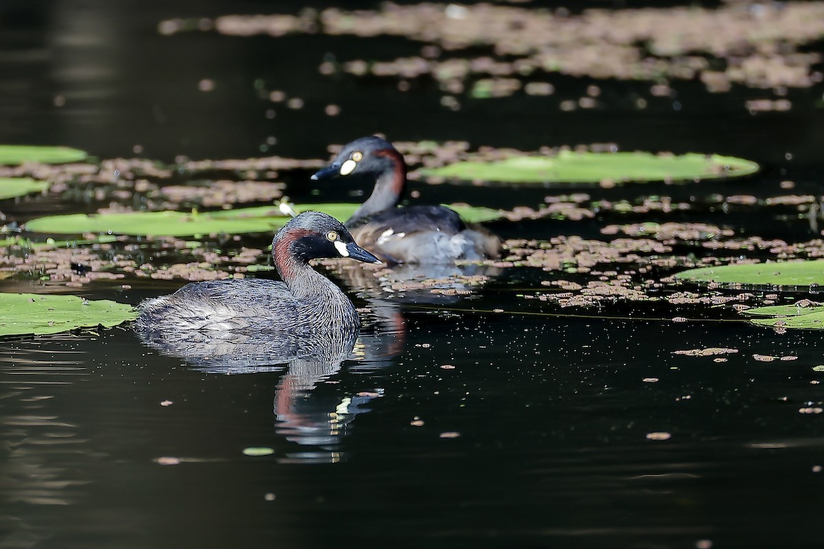Australasian Grebe - ML646012706