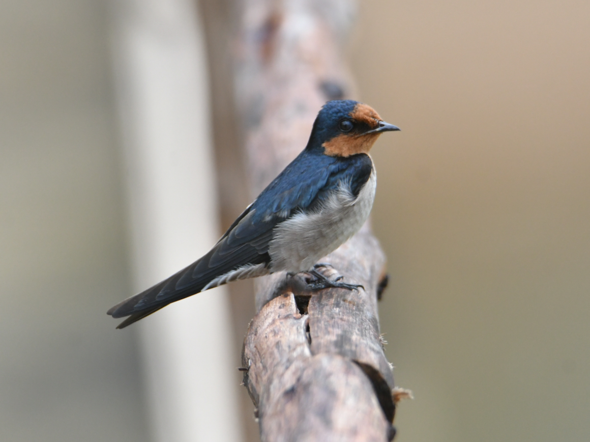Pacific Swallow - ML646012710