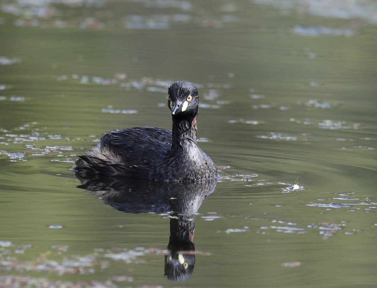 Australasian Grebe - ML646012713