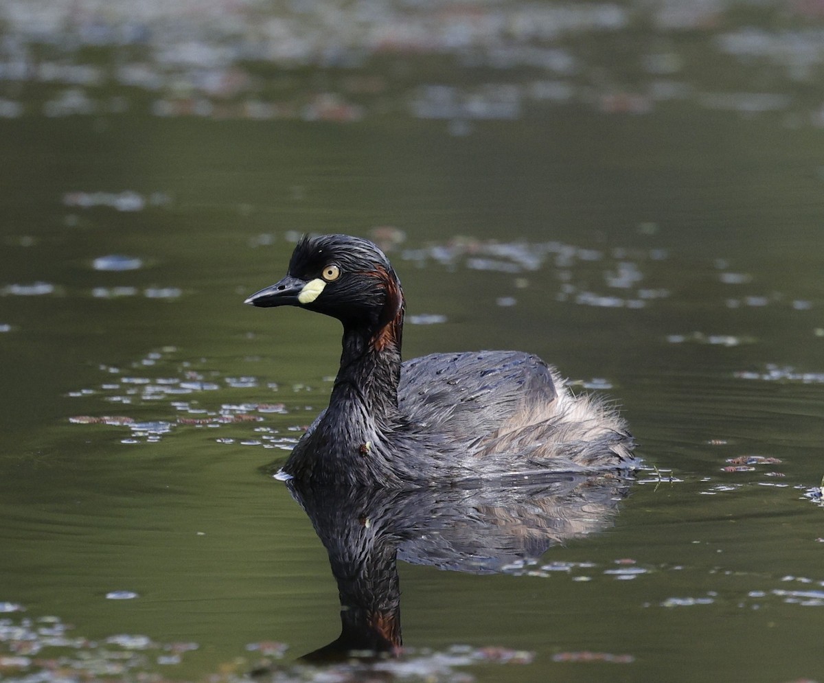 Australasian Grebe - ML646012714