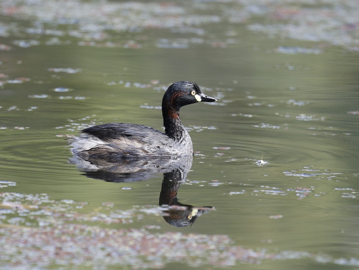 Australasian Grebe - ML646012715