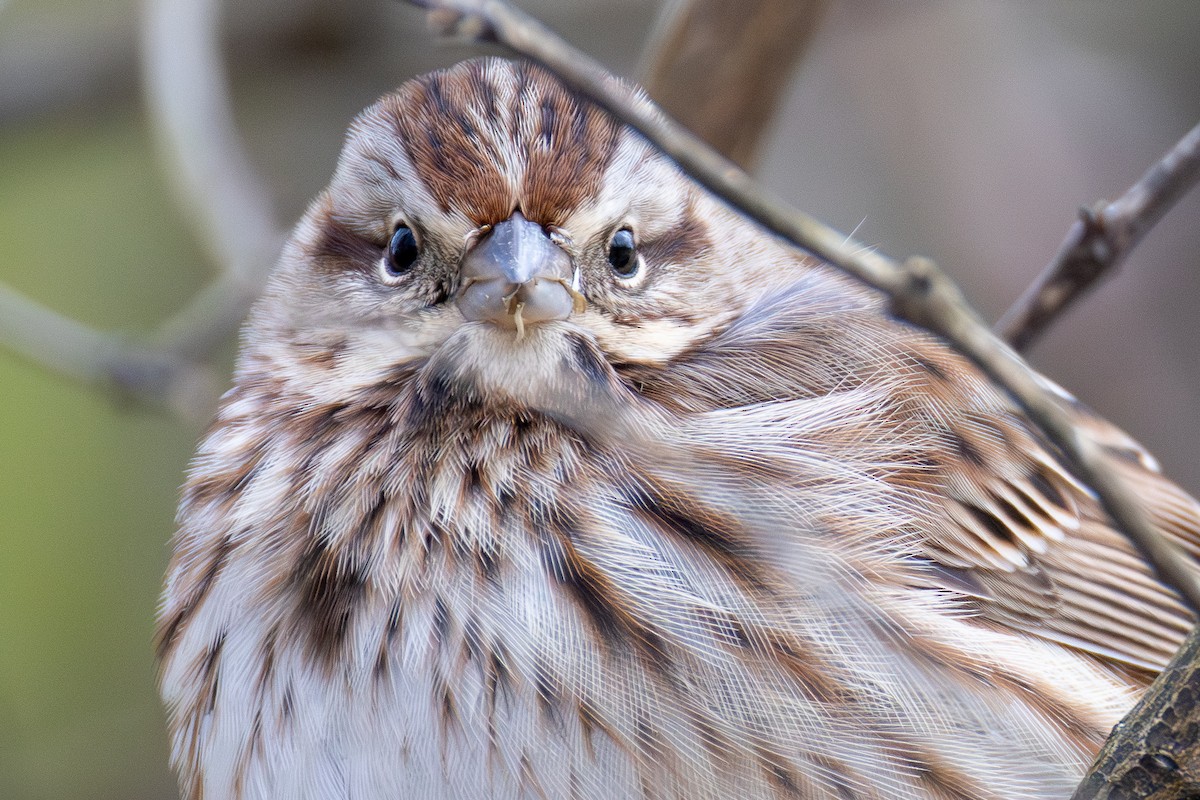 ウタスズメ - ML646012717