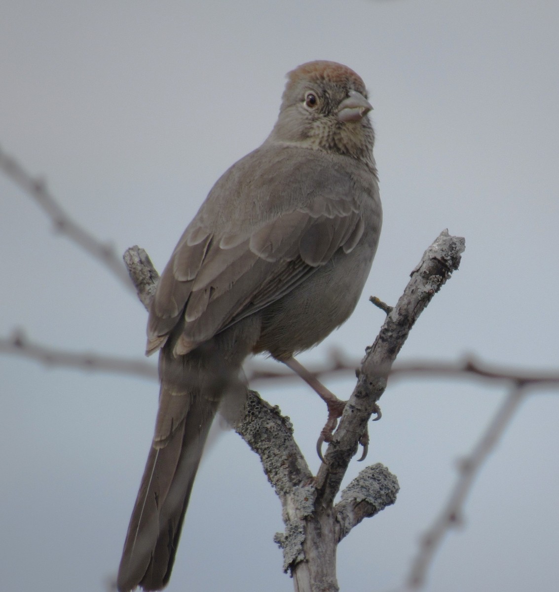 Tohi des canyons - ML646012744