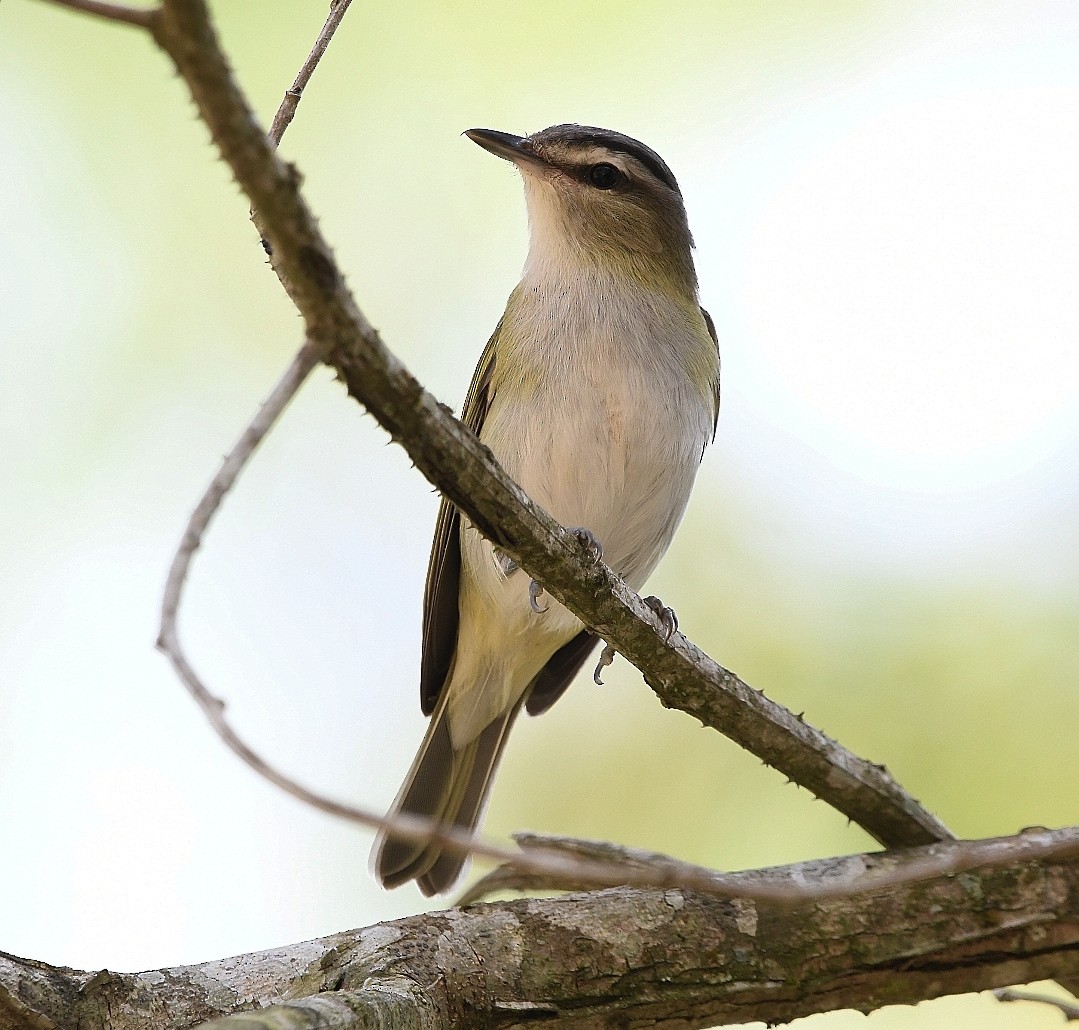 Chivi Vireo - ML646012750