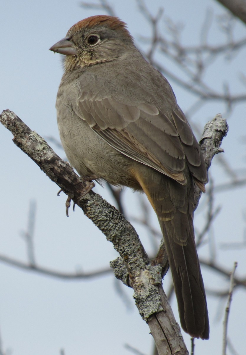 Tohi des canyons - ML646012757