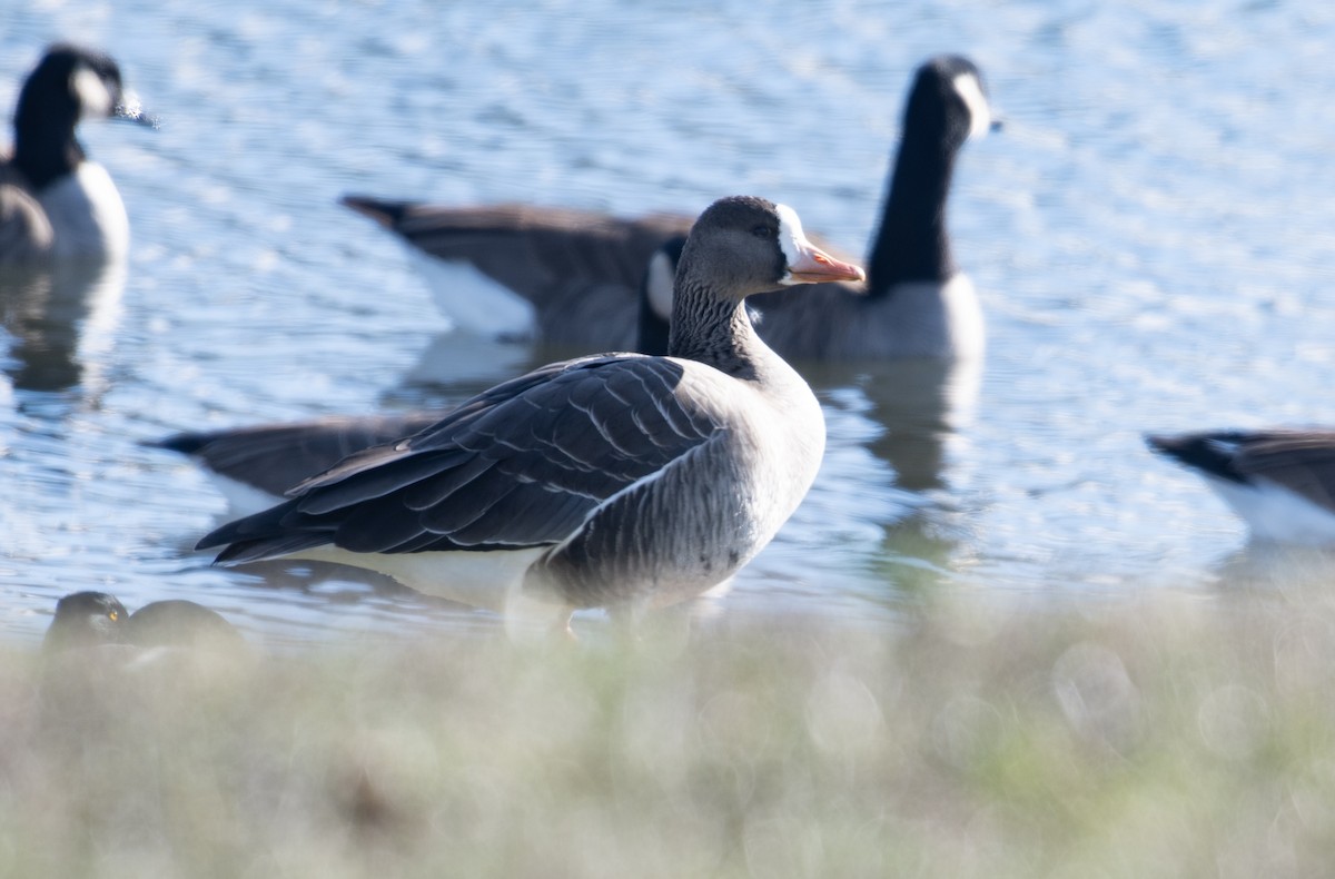 Greater White-fronted Goose - ML646012764