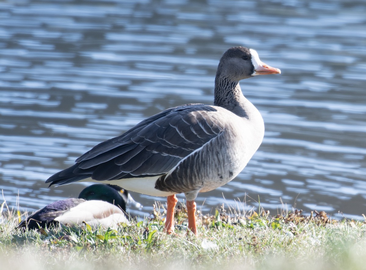 Greater White-fronted Goose - ML646012765