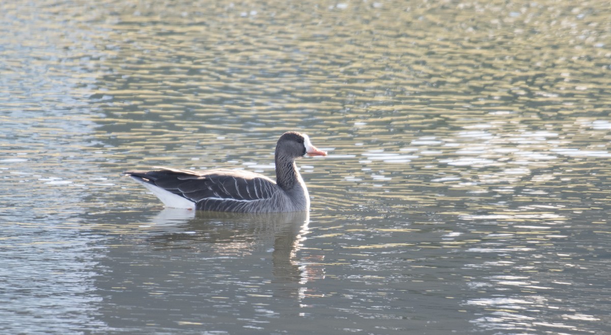 Greater White-fronted Goose - ML646012766