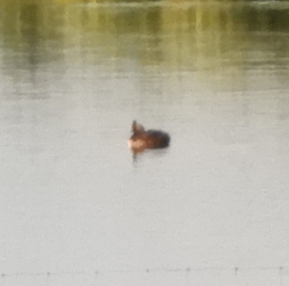 Grèbe à cou noir - ML646012779